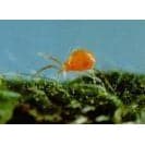 Predatory Mites Mail-Back