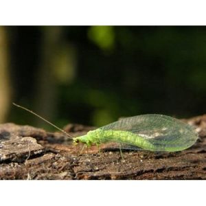 Green Lacewing Mail-Back