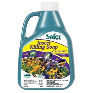 Safer Insect Killing Soap Concentrate II ?C 16 oz